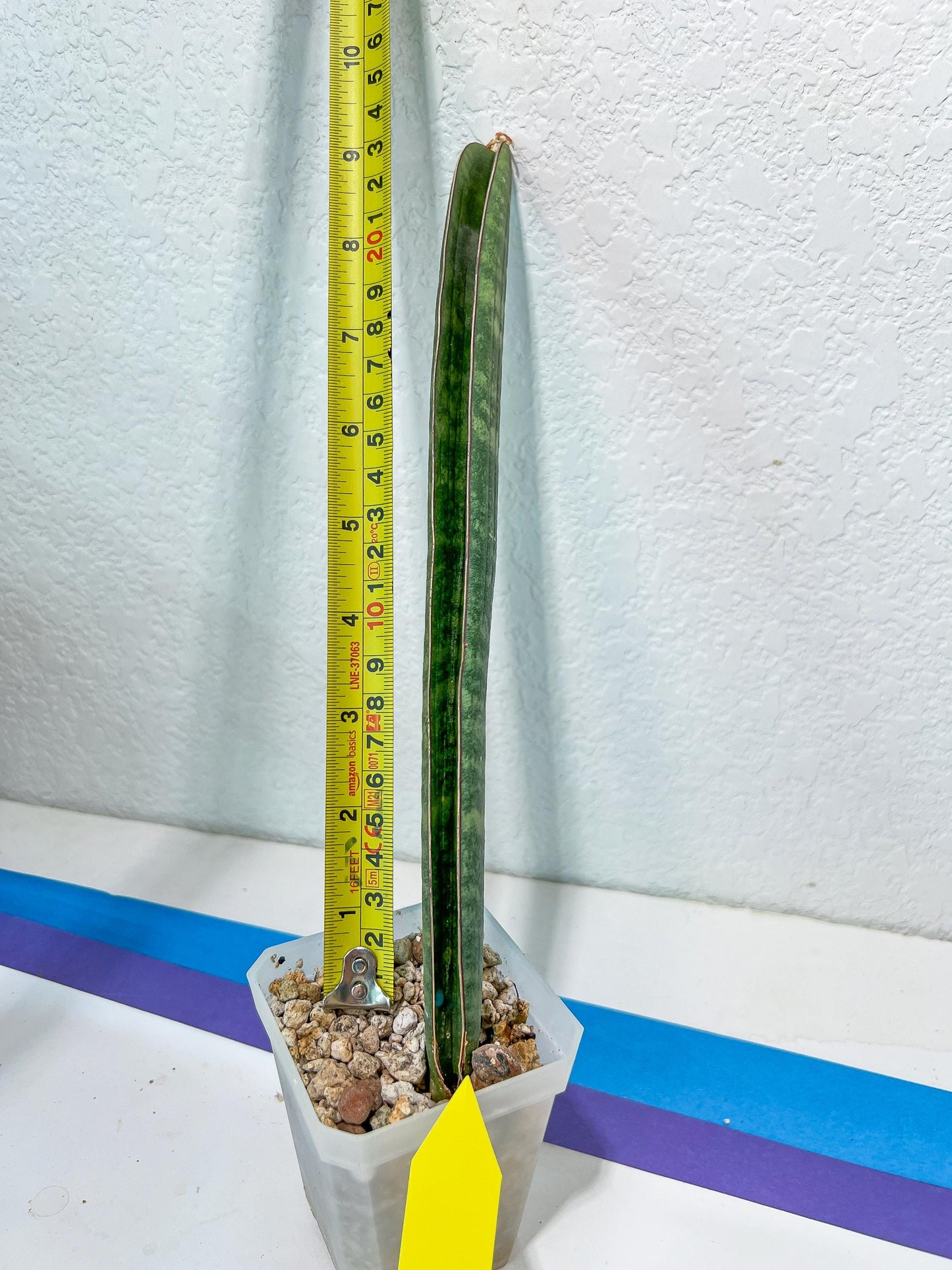 Sansevieria Baseball Bat (#E3) | CImported Plants | Rare Hybrid Species