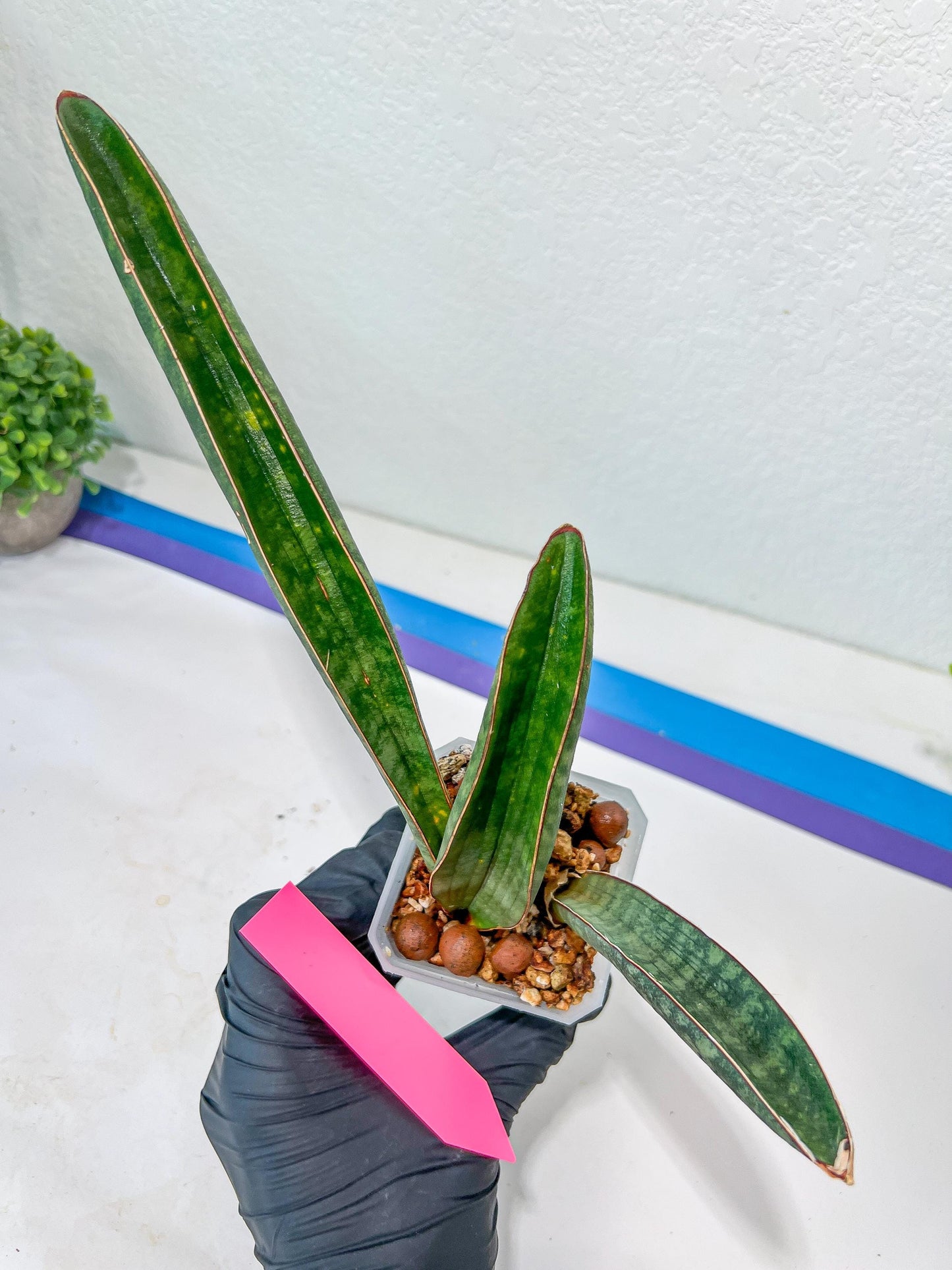 Sansevieria Baseball Bat (#E3) | CImported Plants | Rare Hybrid Species