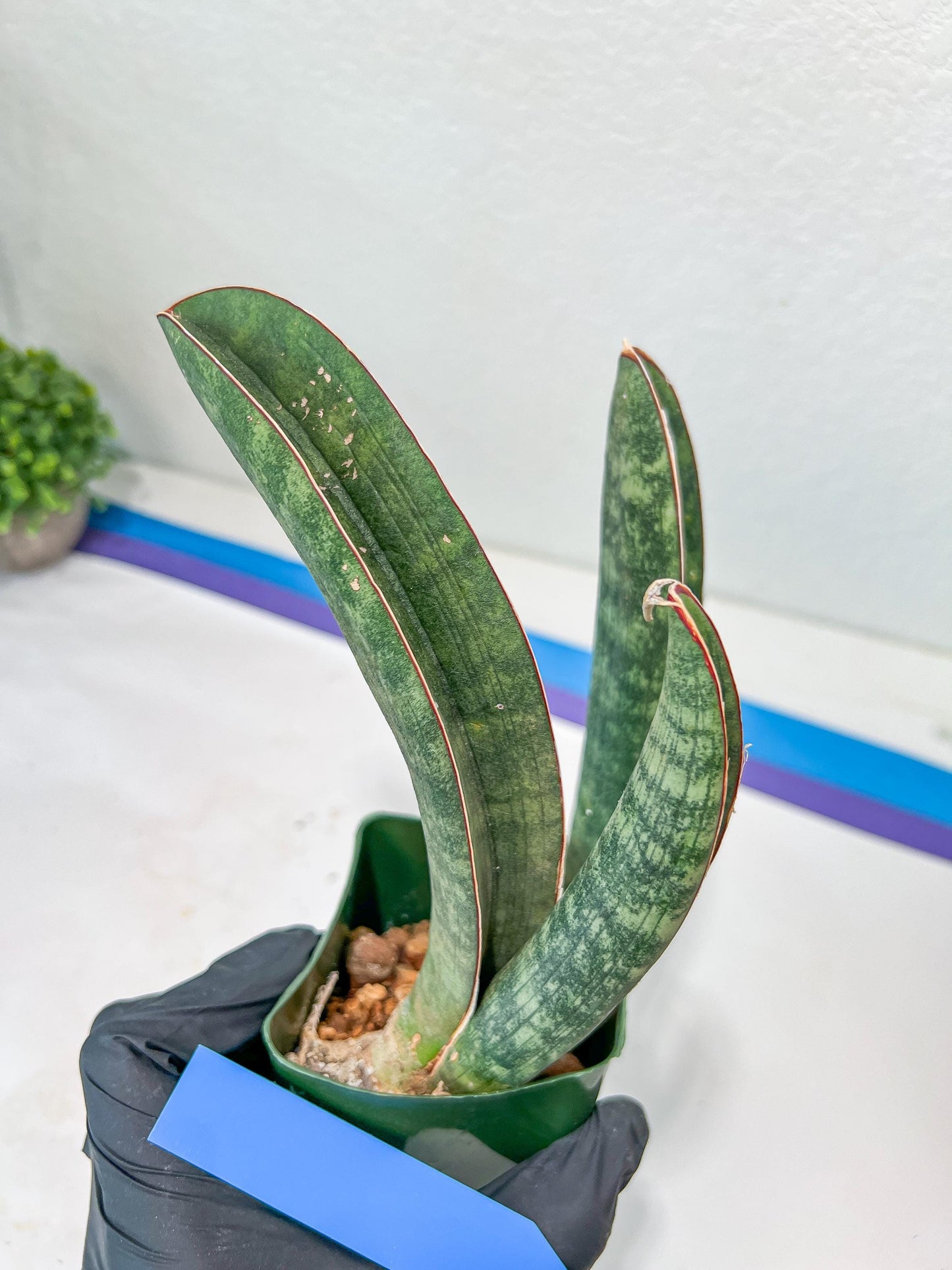 Sansevieria Baseball Bat (#E3) | CImported Plants | Rare Hybrid Species