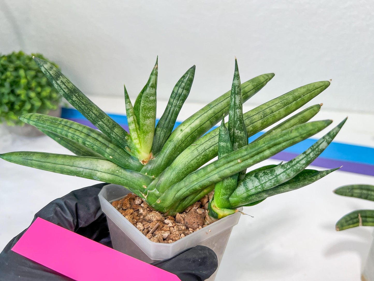 sansevieria boncel variegated (#A6) | Boncel Var