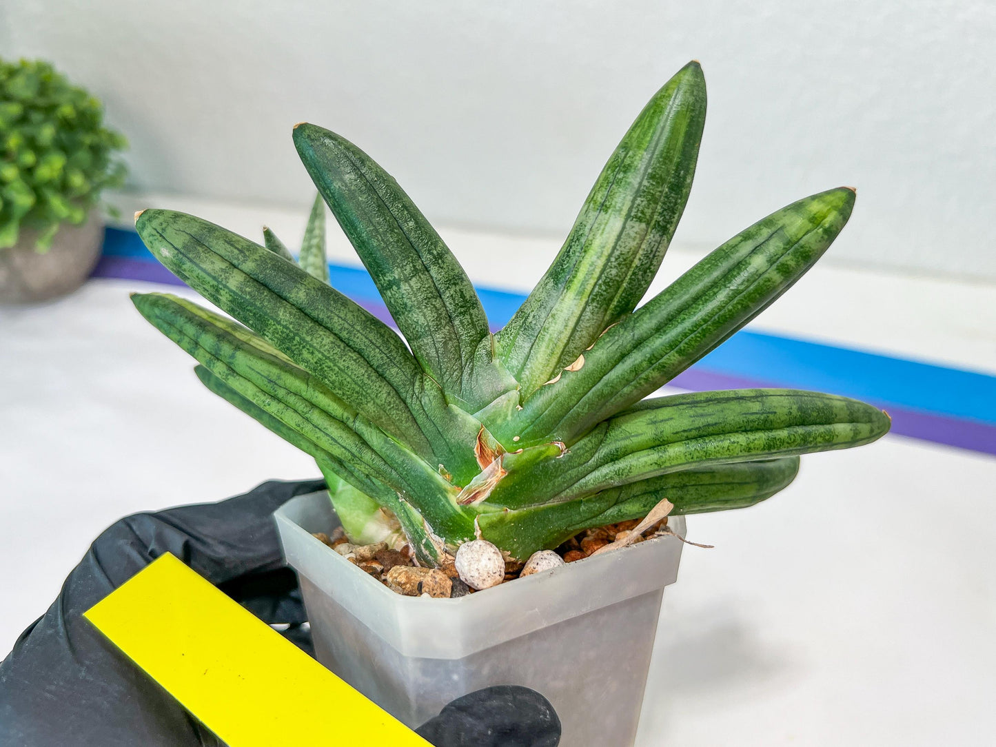 sansevieria boncel variegated (#A6) | Boncel Var