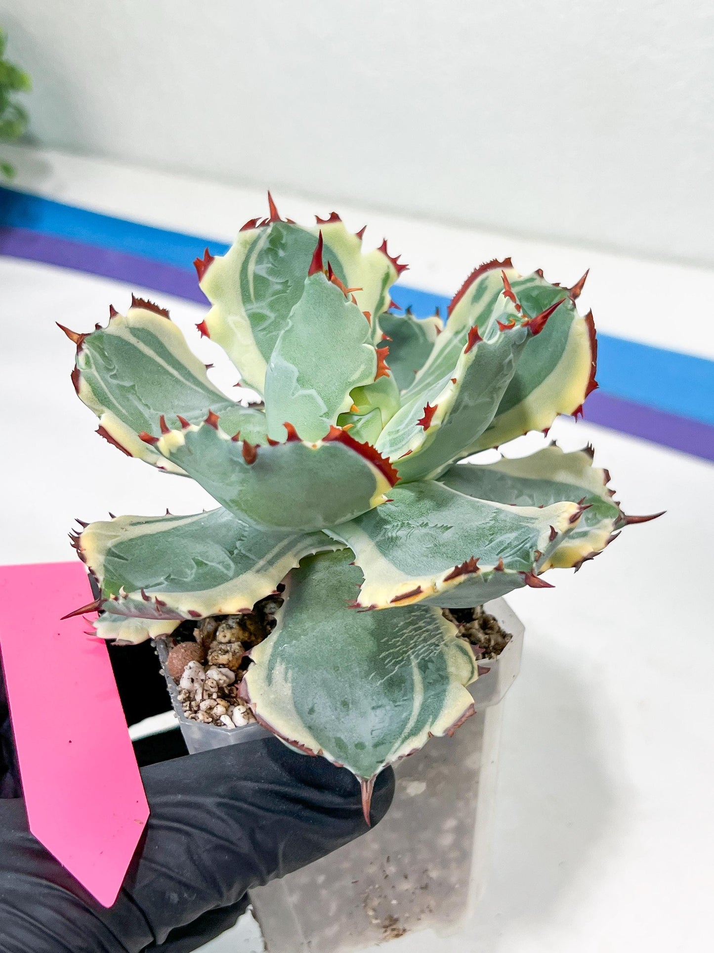 Agave Kabutogani | Imported Succulent