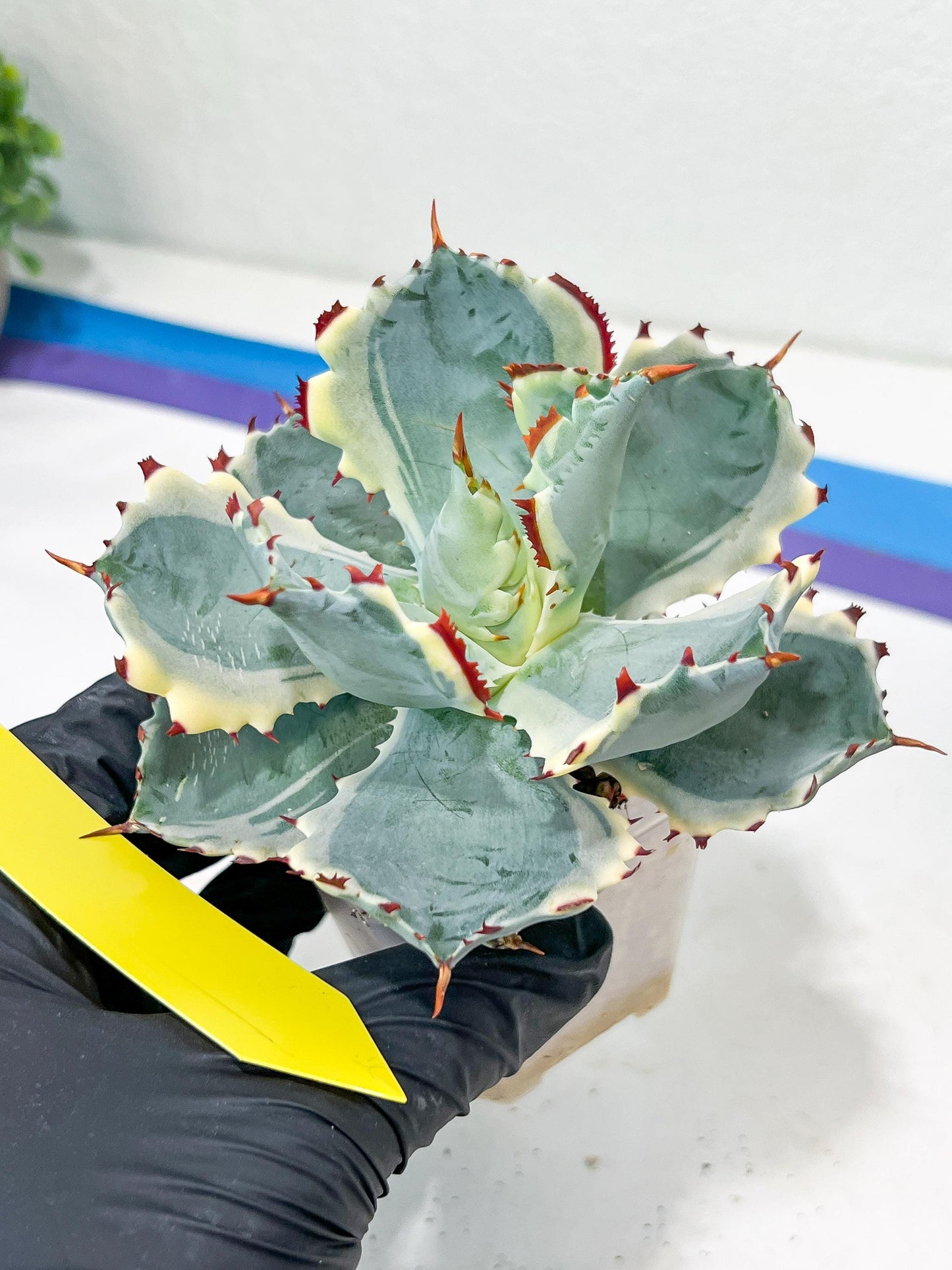 Agave Kabutogani | Imported Succulent