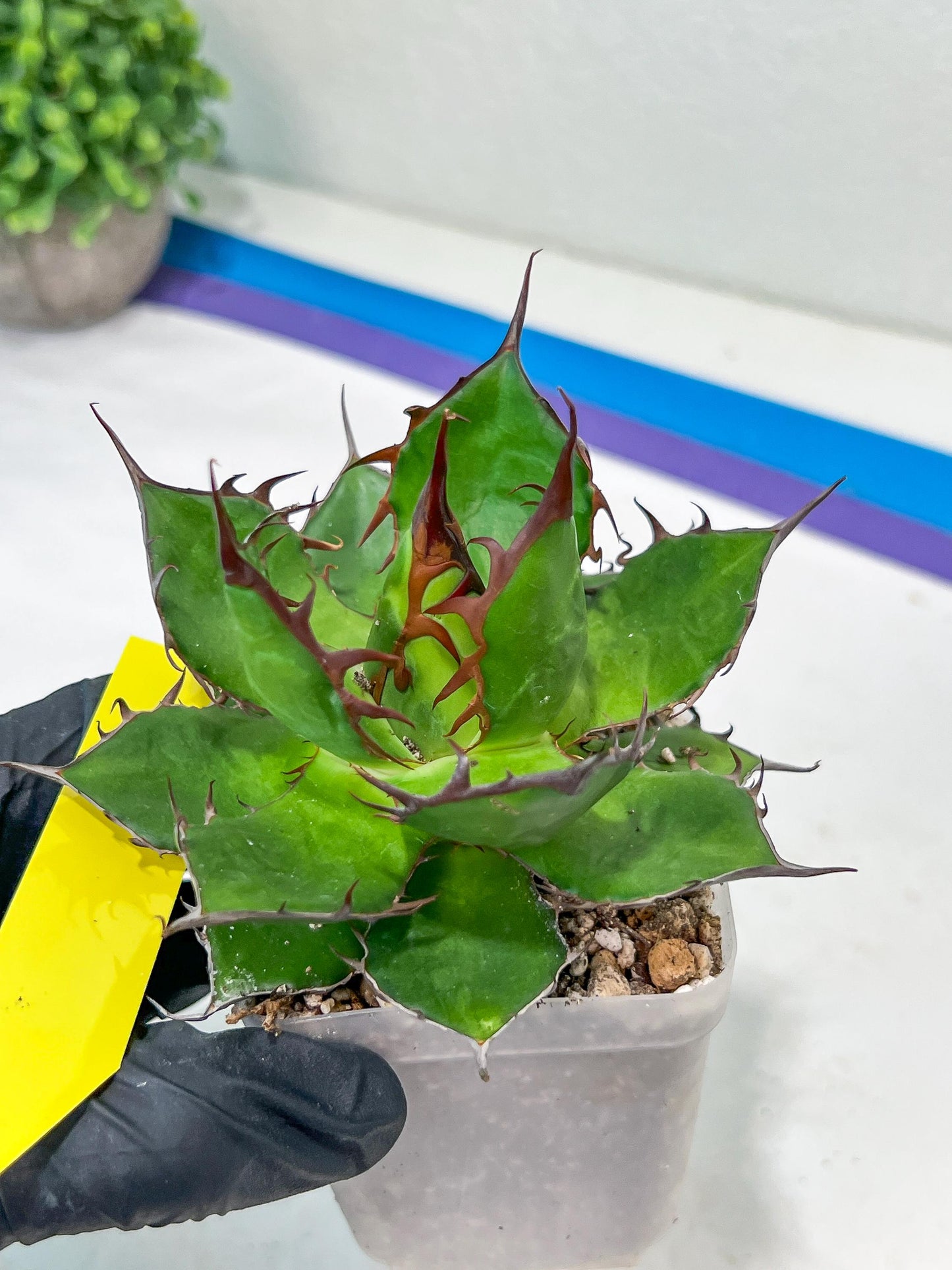 Agave Horrida | Imported Succulent | rare species
