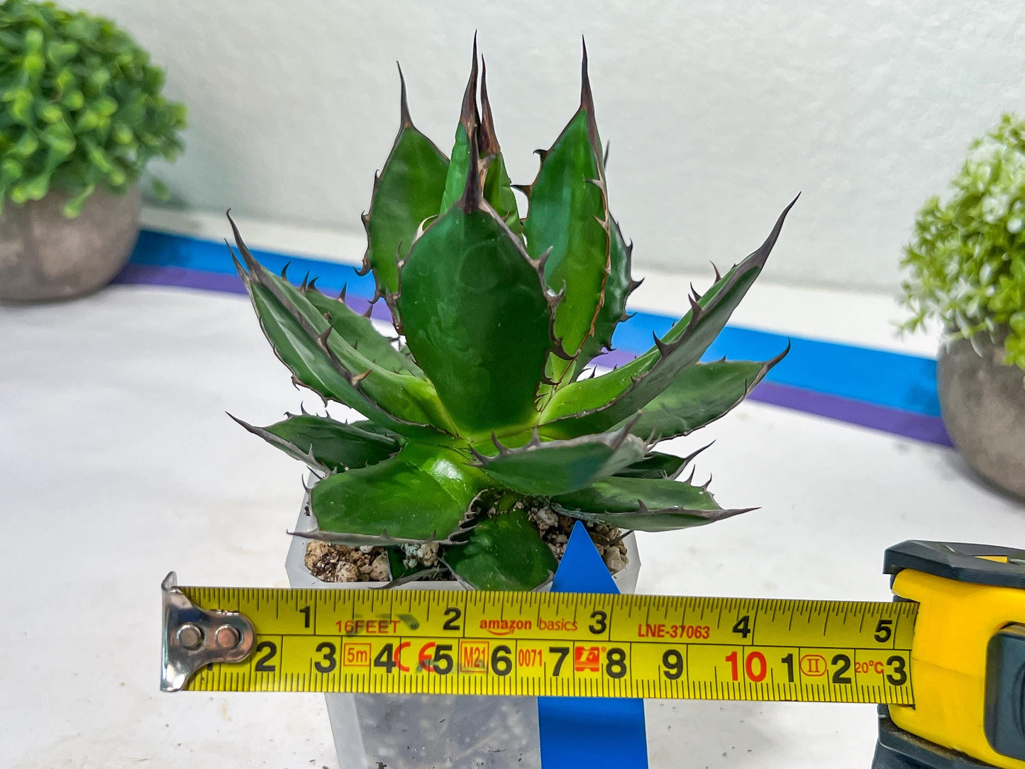 Agave Horrida | Imported Succulent | rare species