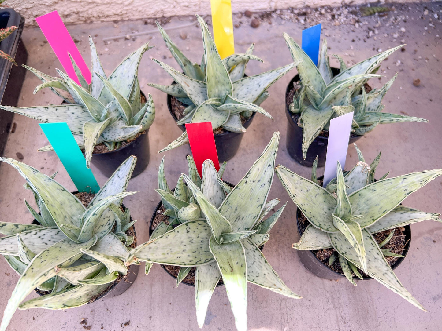 Aloe Snow Drift | Rare Agave | Indoor Succulents | 3.5" Planter