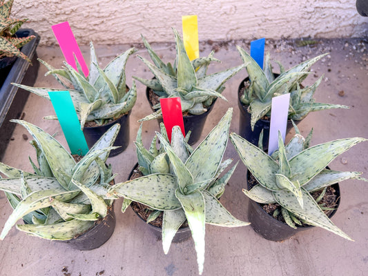 Aloe Snow Drift | Rare Agave | Indoor Succulents | 3.5" Planter