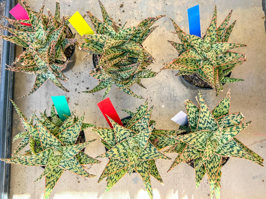 Aloe Firecracker | Indoor Succulents | 3.5" Planter