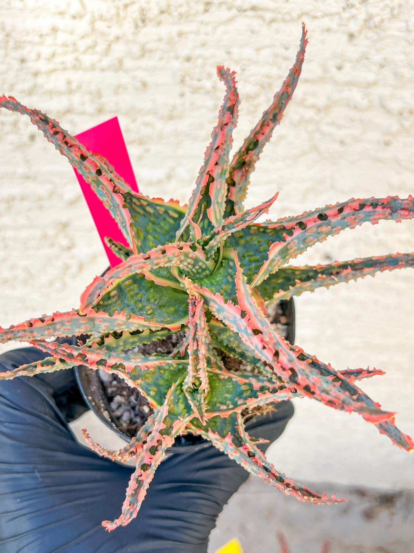 Aloe Oik'| A rare plant is more than decor—it’s therapy | 3.5" Planter