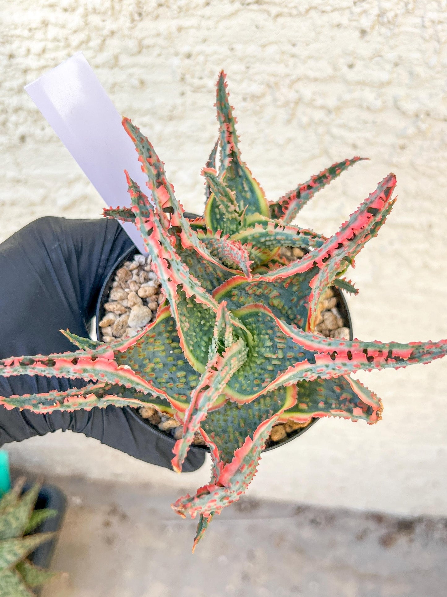 Aloe Oik'| A rare plant is more than decor—it’s therapy | 3.5" Planter