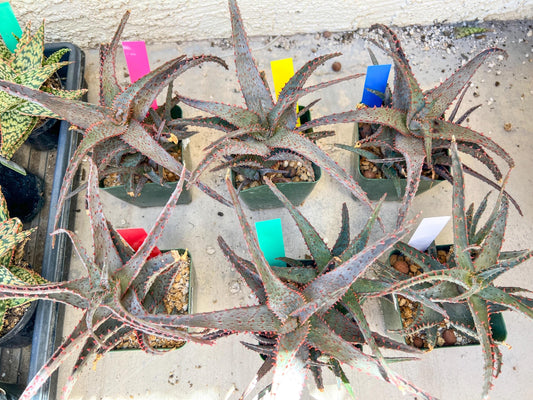 Aloe AJR Hybrid | Rare aloe plant | Rare succulent | 3.5" Planter