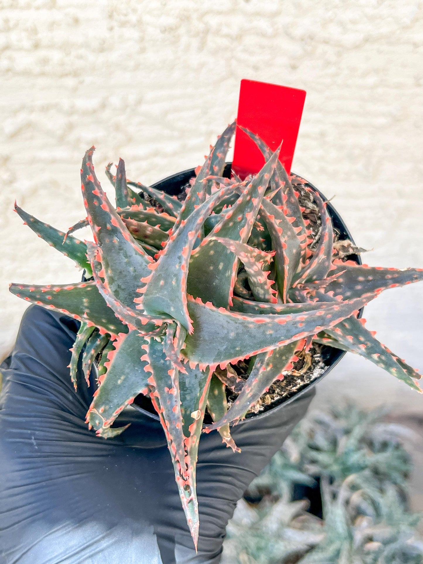 Aloe Christmas Sleigh | Rare aloe plant | Rare succulent | 3.5" Planter