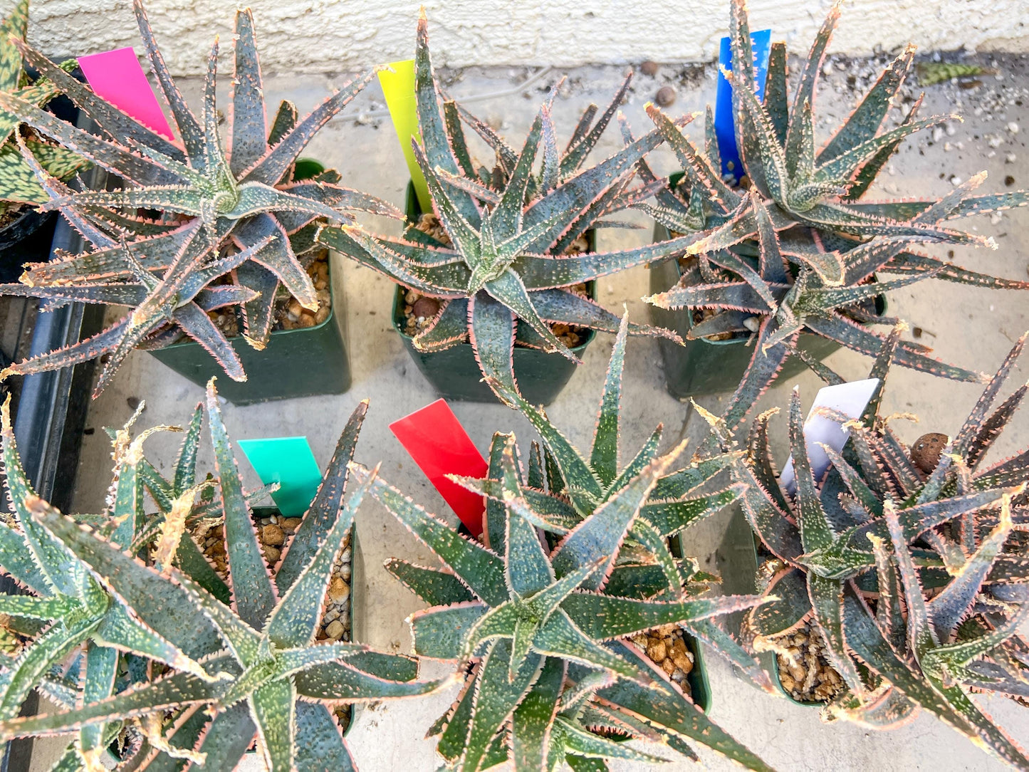 Rare - Aloe Purple Haze | Indoor Succulents | 3.5" Planter