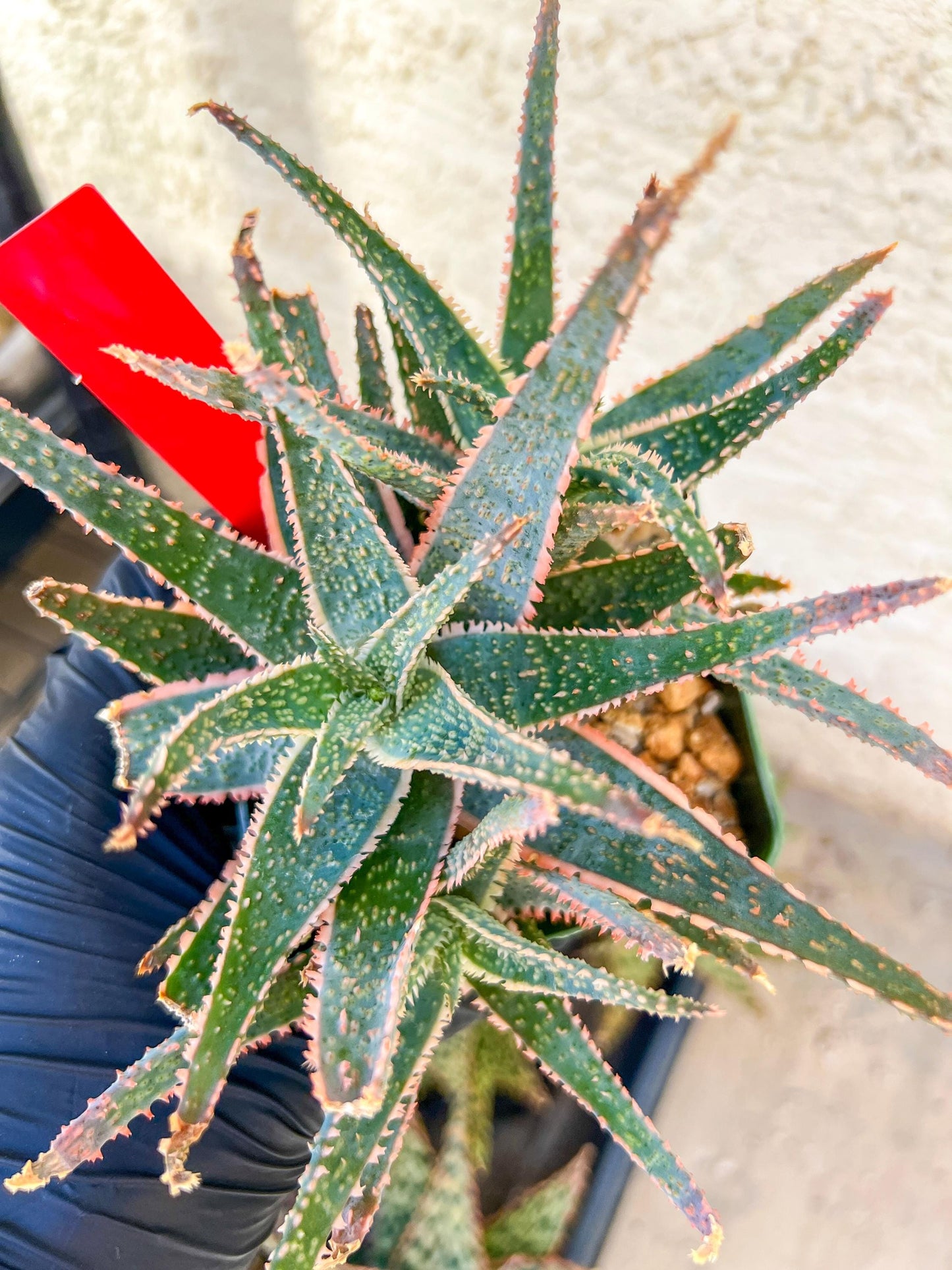 Rare - Aloe Purple Haze | Indoor Succulents | 3.5" Planter