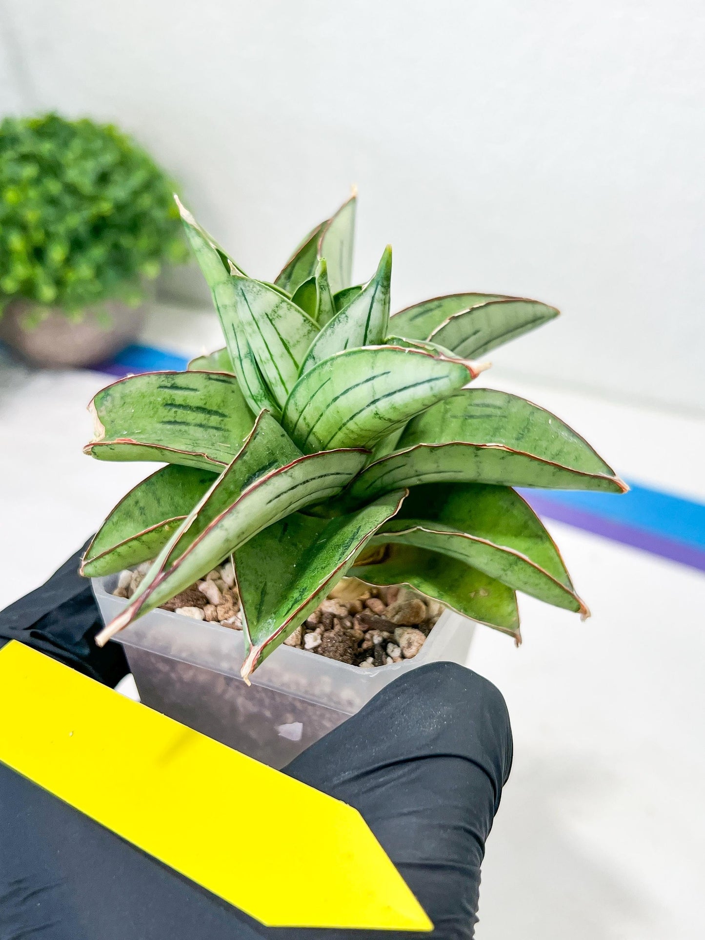 Sansevieria Ice Thorn (#A1) | Imported Plants | Rare Hybrid Species