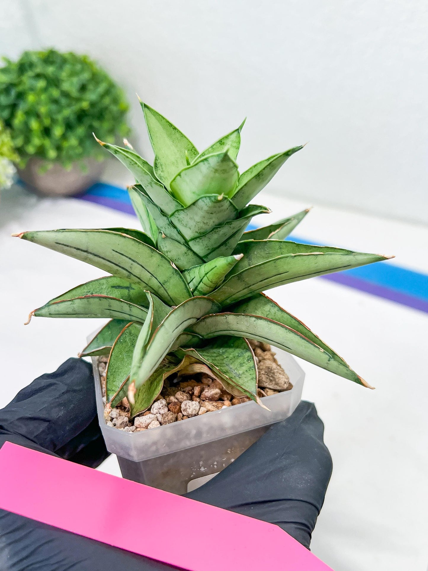 Sansevieria Ice Thorn (#A1) | Imported Plants | Rare Hybrid Species