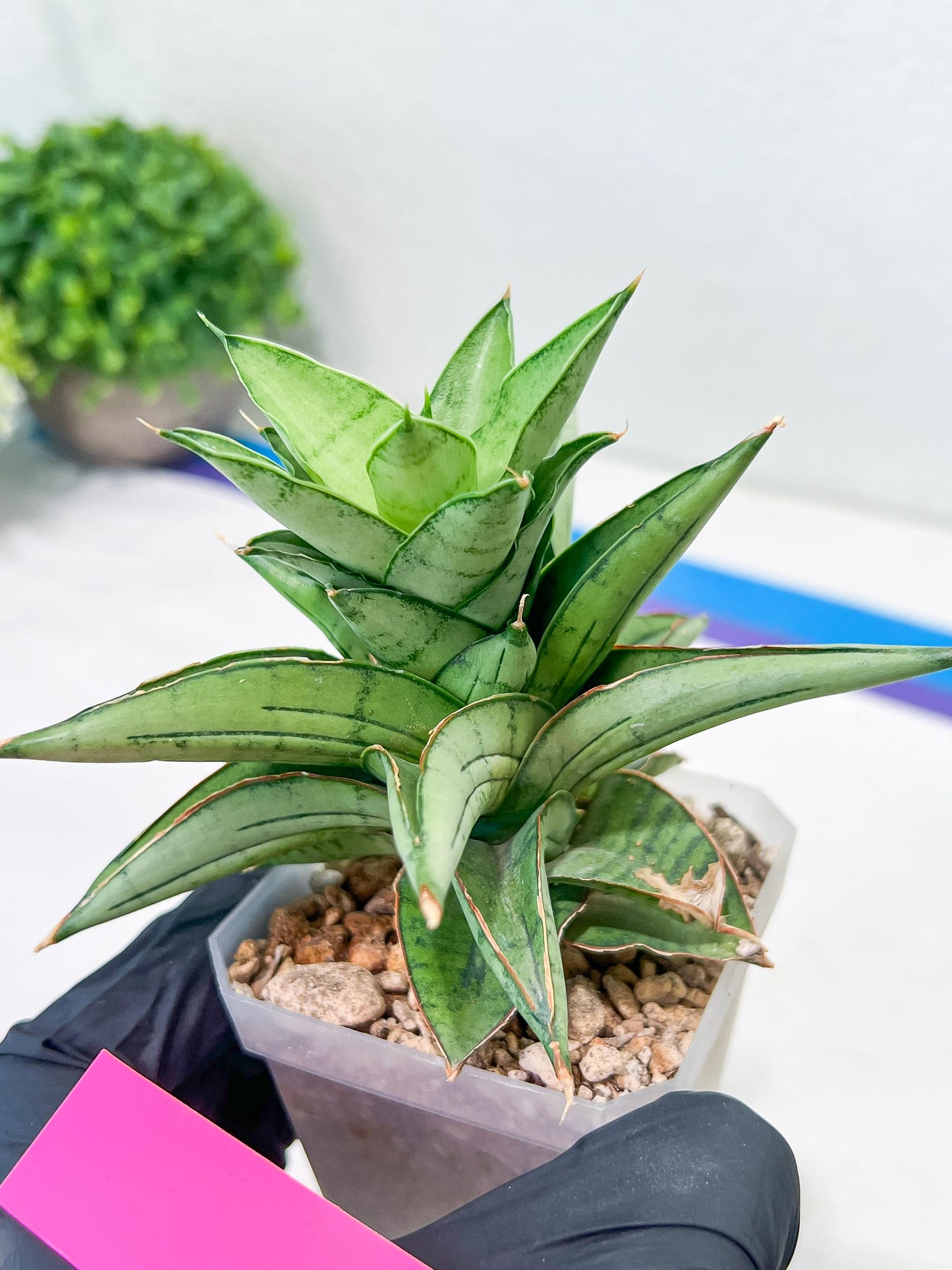 Sansevieria Ice Thorn (#A1) | Imported Plants | Rare Hybrid Species