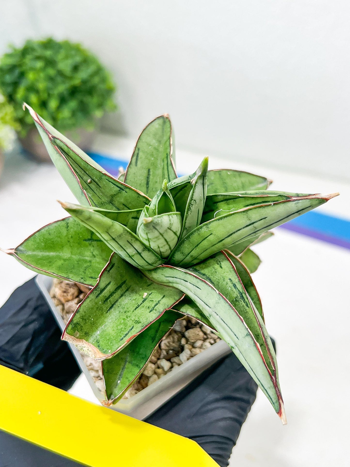 Sansevieria Ice Thorn (#A1) | Imported Plants | Rare Hybrid Species