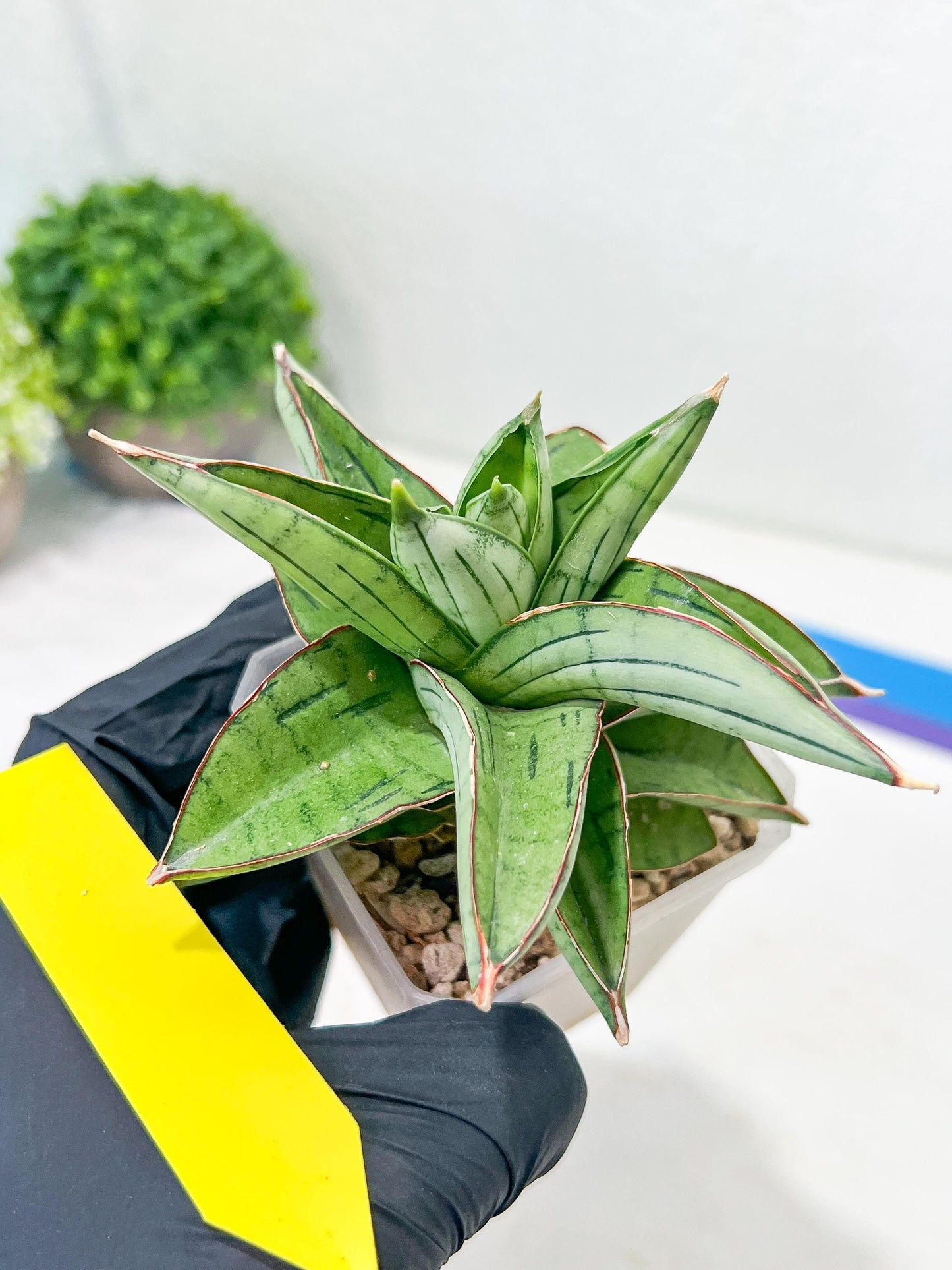 Sansevieria Ice Thorn (#A1) | Imported Plants | Rare Hybrid Species