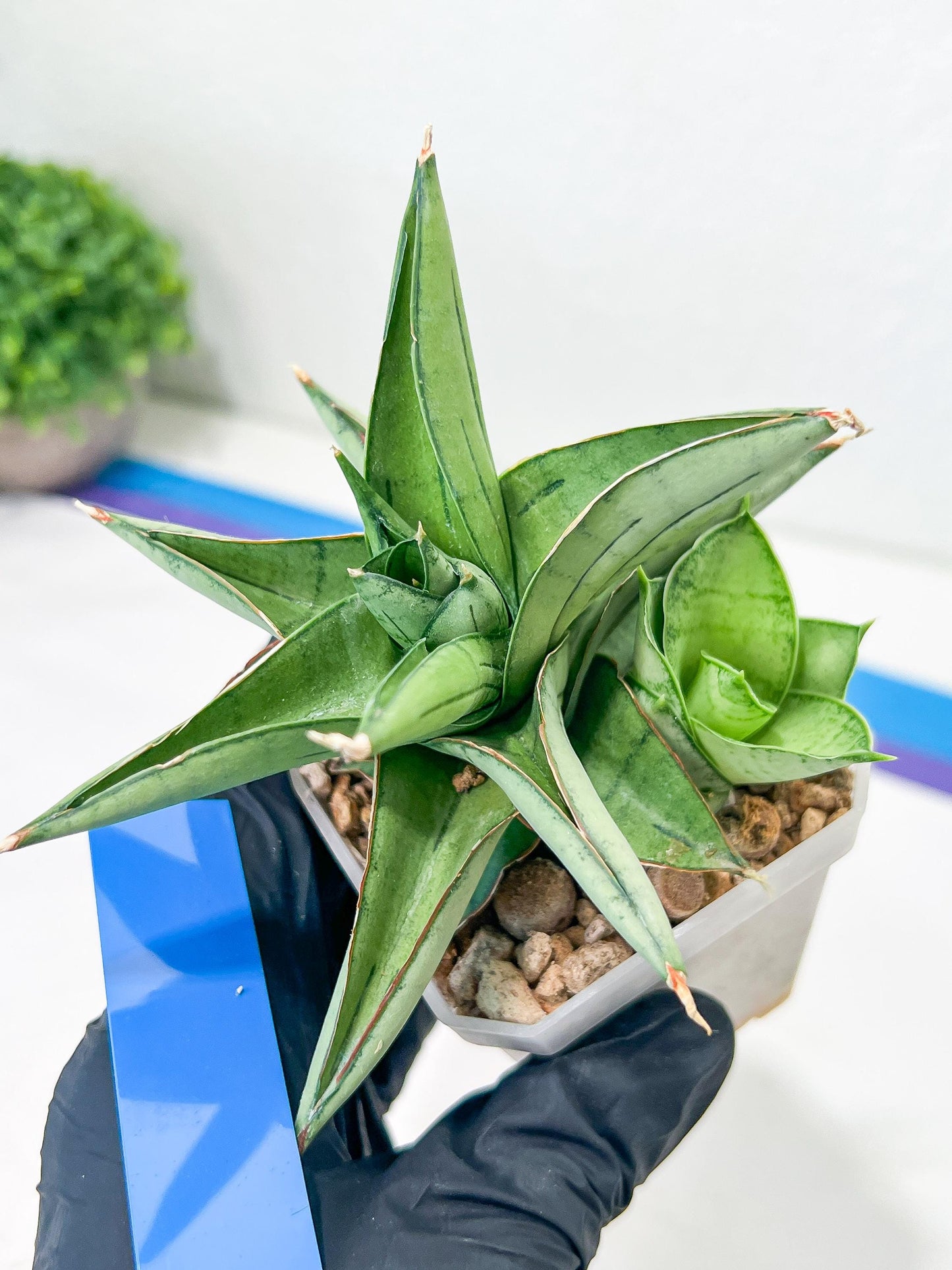 Sansevieria Ice Thorn (#A1) | Imported Plants | Rare Hybrid Species
