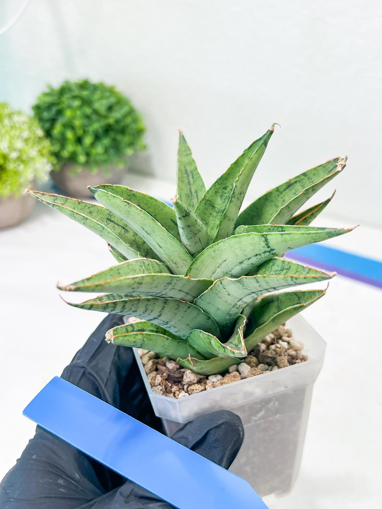 Sansevieria Snow Flake (#A1) | Imported Plants | Rare Hybrid Species