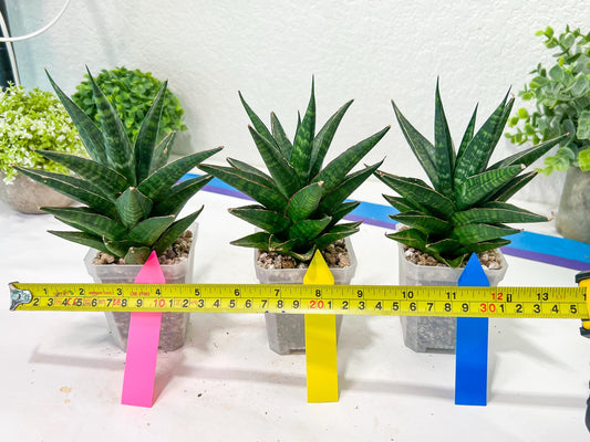 Sansevieria Manny Pacquiao (#RA25) | Imported Plants | Rare Hybrid Species