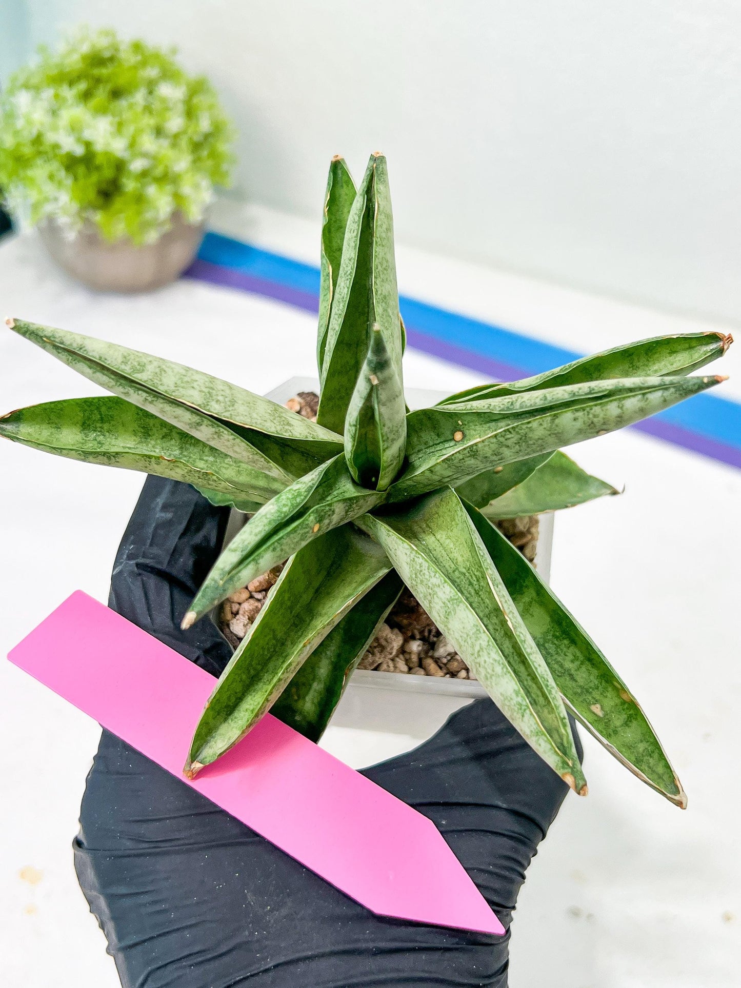 Sansevieria Soda (#A3) | Imported Plants | Rare Hybrid Species