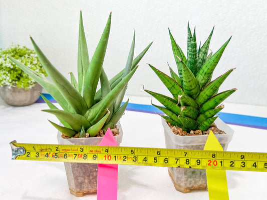 Rare Collections (#G3A) | Plant names in description. Msg for more photos.