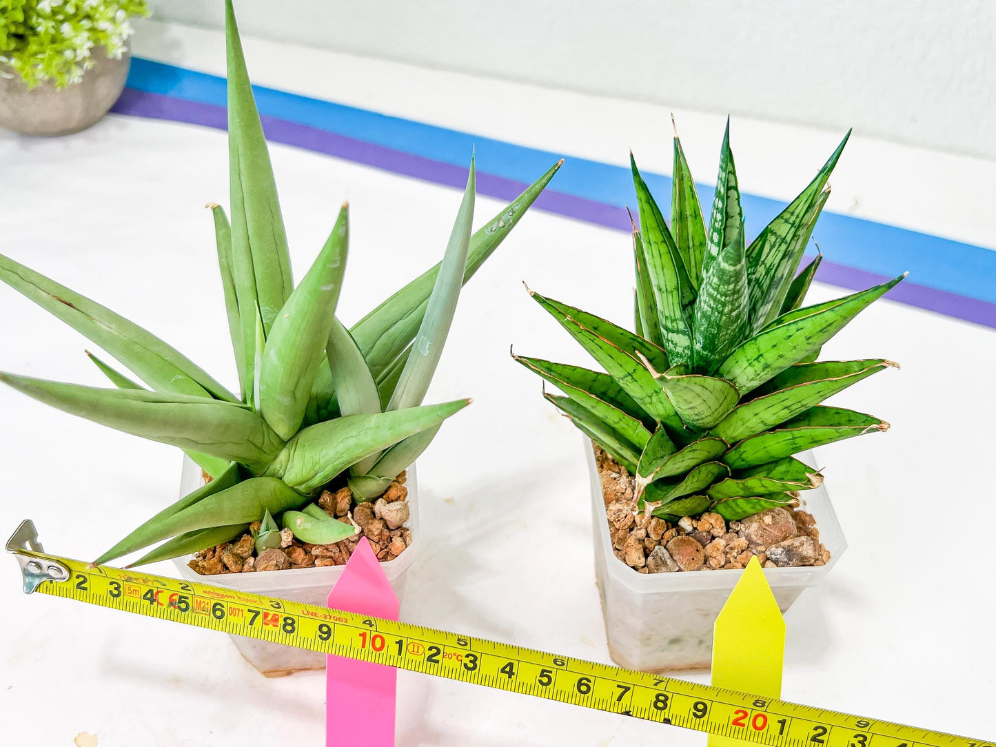 Rare Collections (#G3A) | Plant names in description. Msg for more photos.