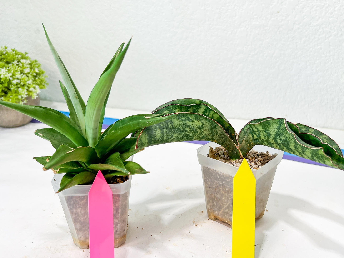 Rare Collections (#G3B) | Plant names in description. Msg for more photos.