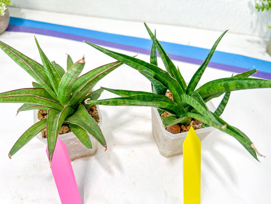 Rare Collections (#G6A) | Plant names in description. Msg for more photos.