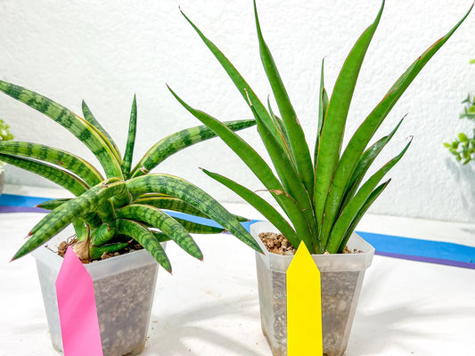 Rare Collections (#G6B) | Imported Plants | Rare Hybrid Species