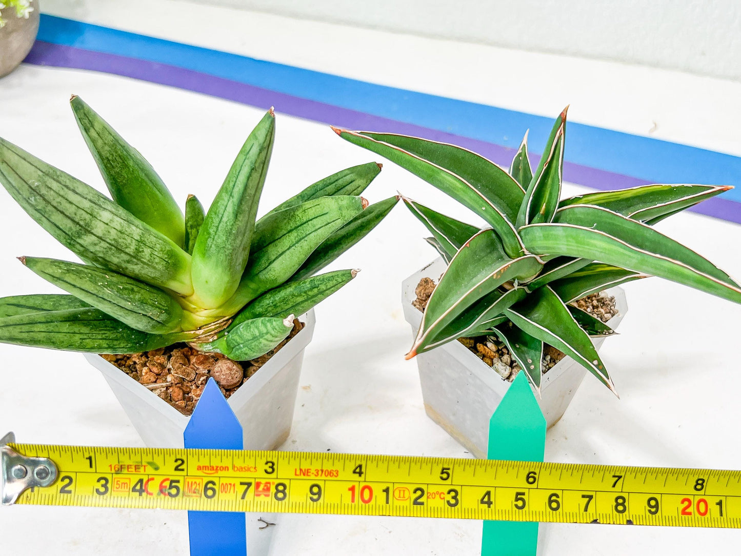 Rare Collections (#G6B) | Imported Plants | Rare Hybrid Species