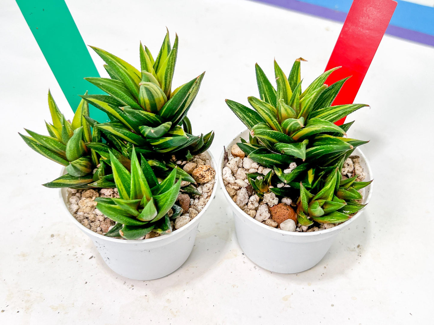 Haworthiopsis Glabrata | Impored Haworthia | Rare Haworthia