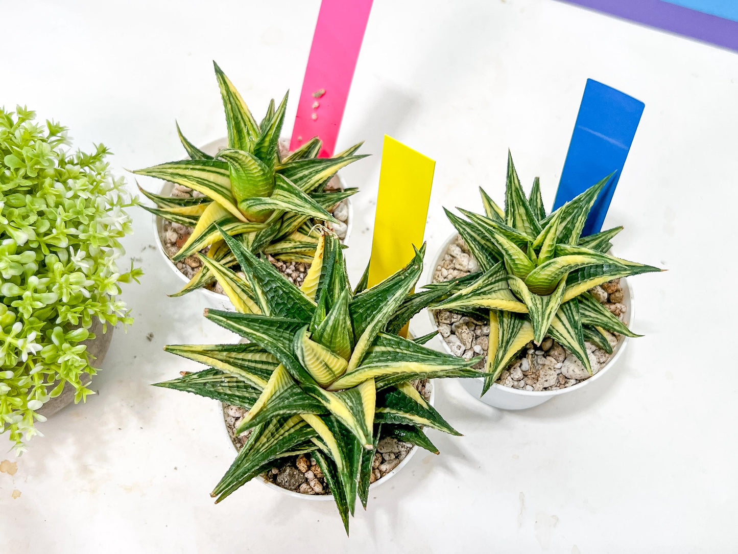 Haworthia Limifolia Hybrid Var | Impored Haworthia | Rare Haworthia