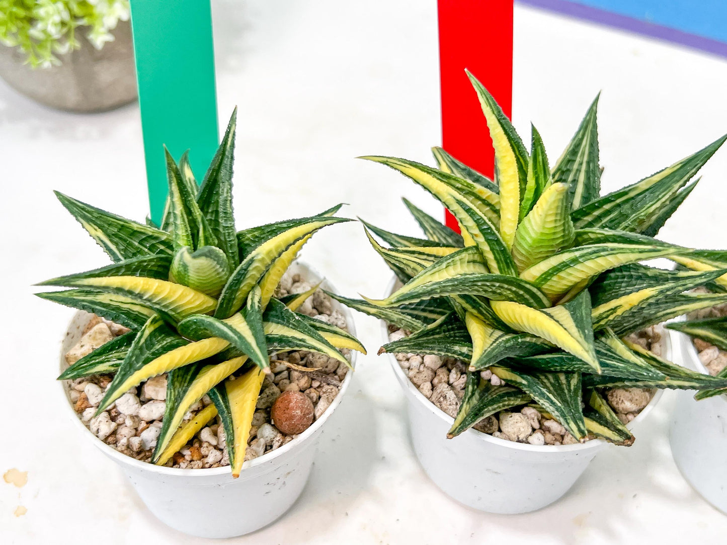 Haworthia Limifolia Hybrid Var | Impored Haworthia | Rare Haworthia