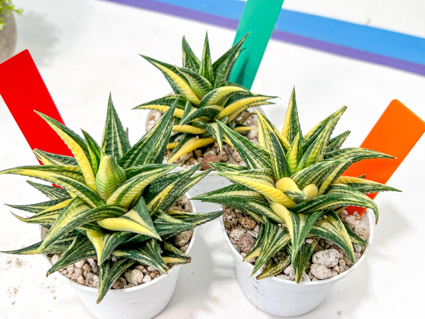 Haworthia Limifolia Hybrid Var | Impored Haworthia | Rare Haworthia