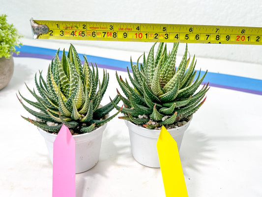 Haworthia Pumila Var Aurea | Impored Haworthia | Rare Haworthia