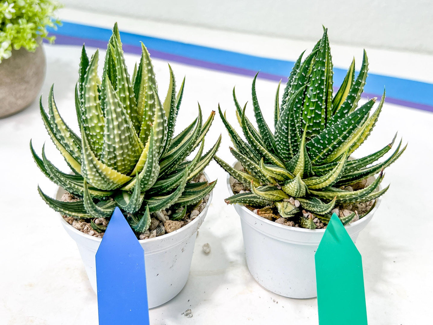 Haworthia Pumila Var Aurea | Impored Haworthia | Rare Haworthia