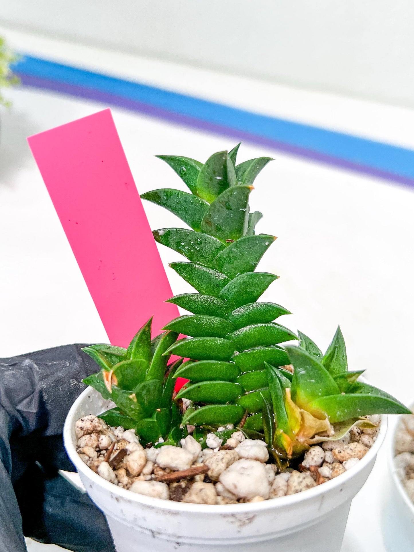 Haworthiopsis viscosa | Impored Haworthia | Rare Plants