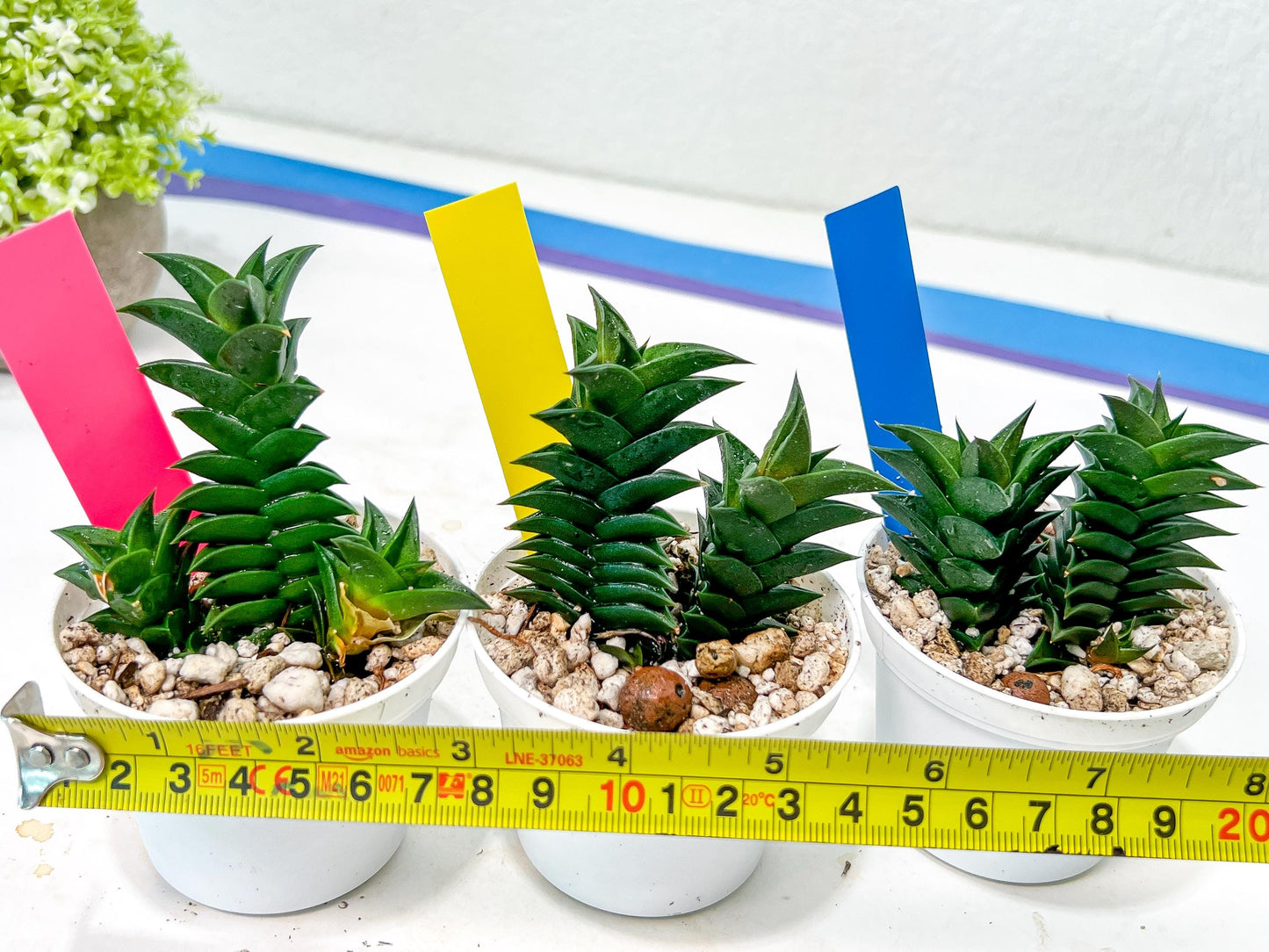 Haworthiopsis viscosa | Impored Haworthia | Rare Plants