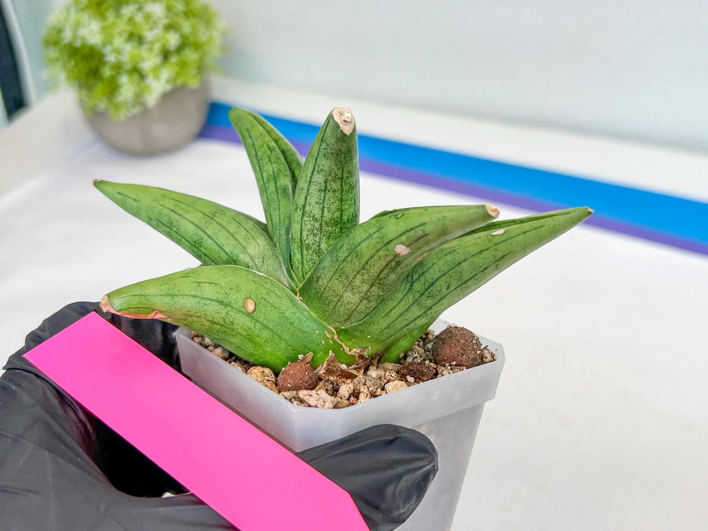 Sansevieria Supper Chubby (AC59) | Imported Snake Plants