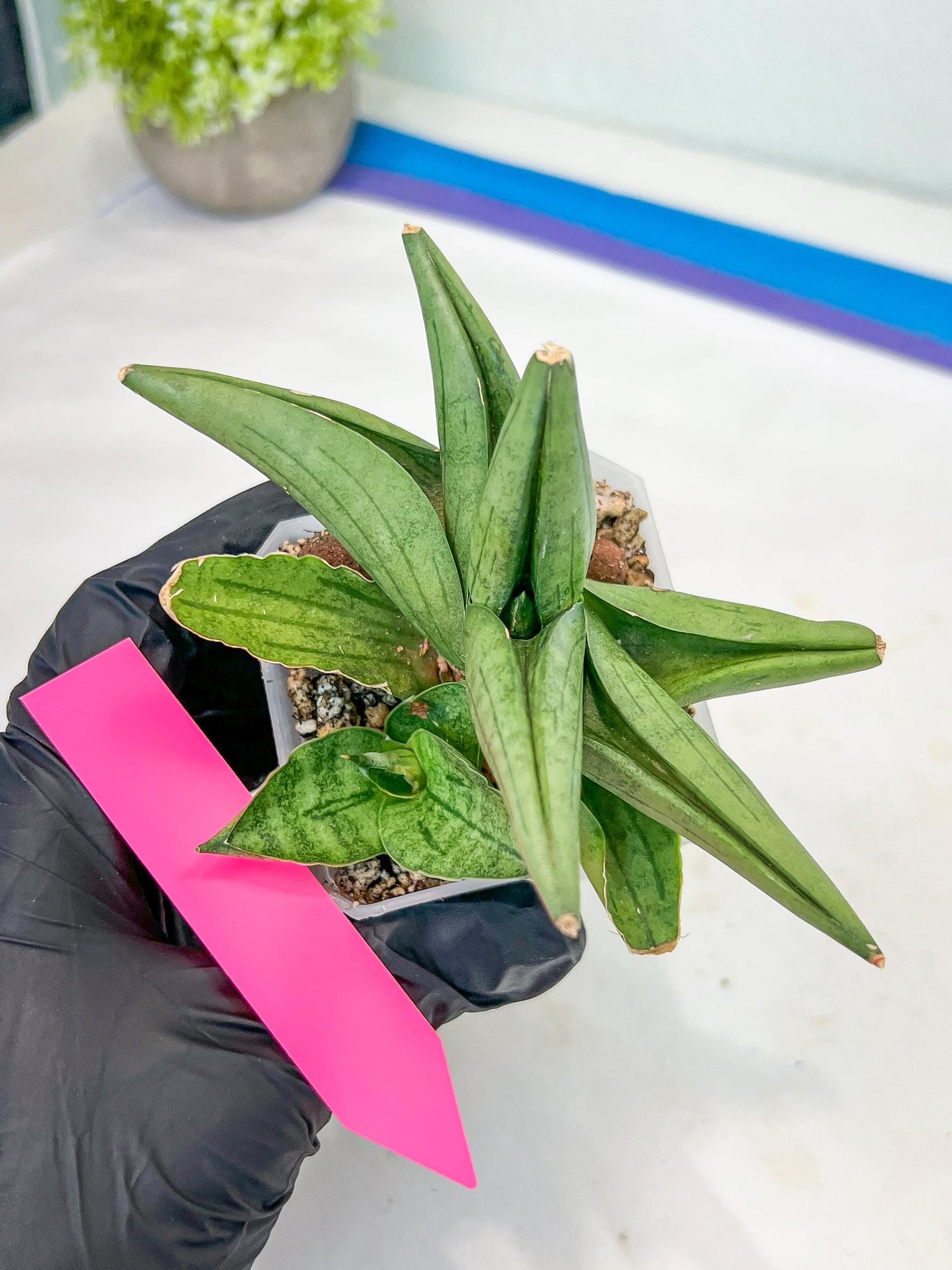 Sansevieria Supper Chubby (AC59) | Imported Snake Plants