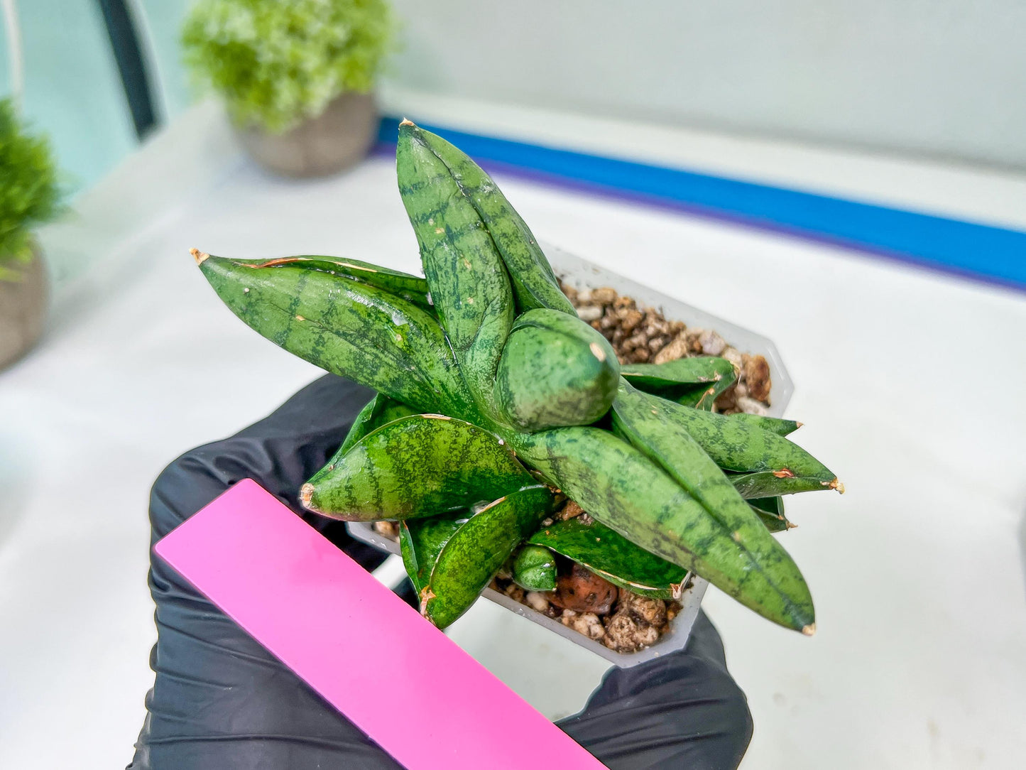 sansevieria Pum Pui (AC60) | Rare Snake Plant