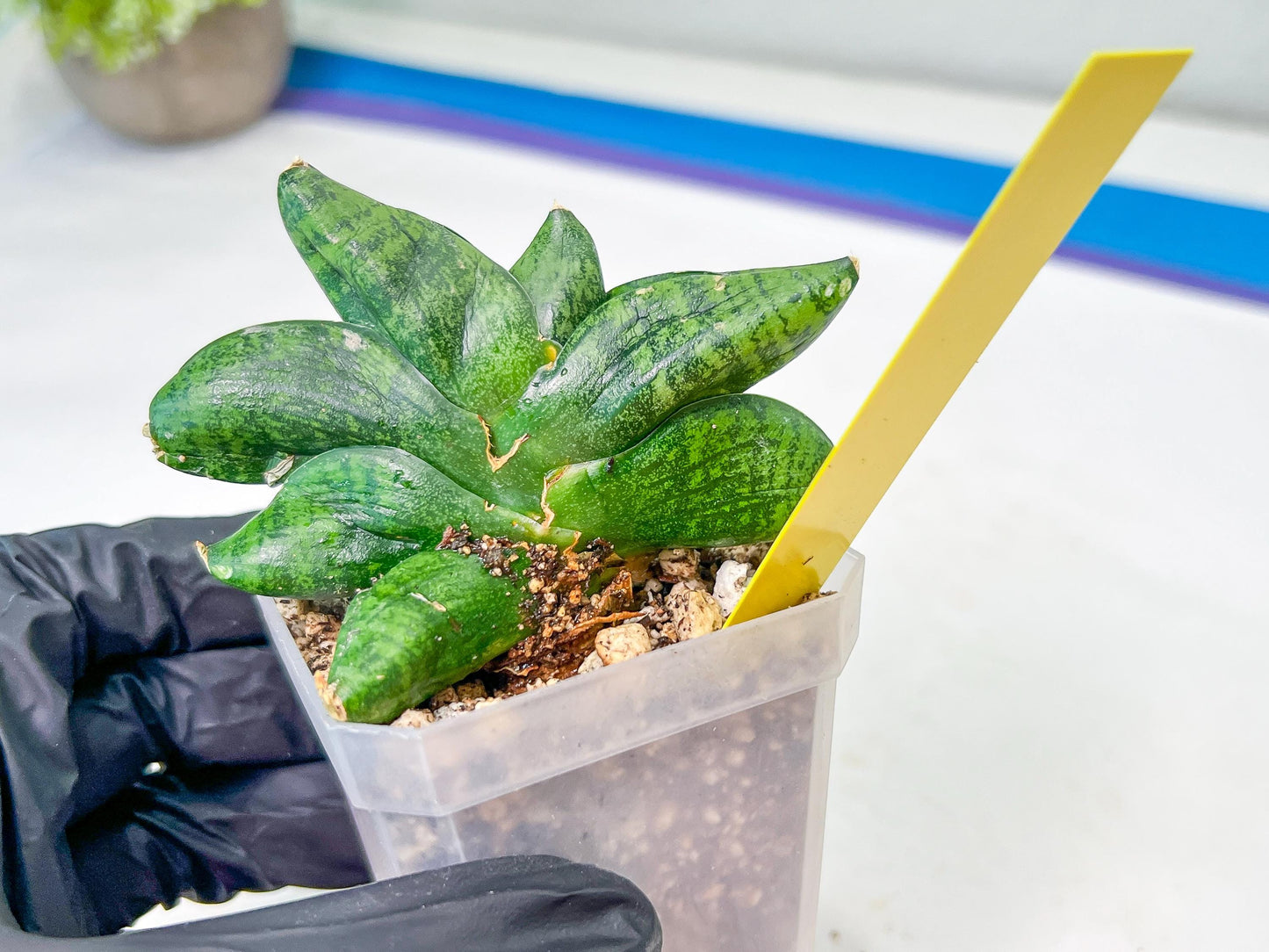 sansevieria Pum Pui (AC60) | Rare Snake Plant