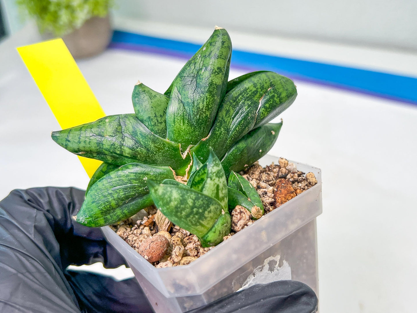 sansevieria Pum Pui (AC60) | Rare Snake Plant