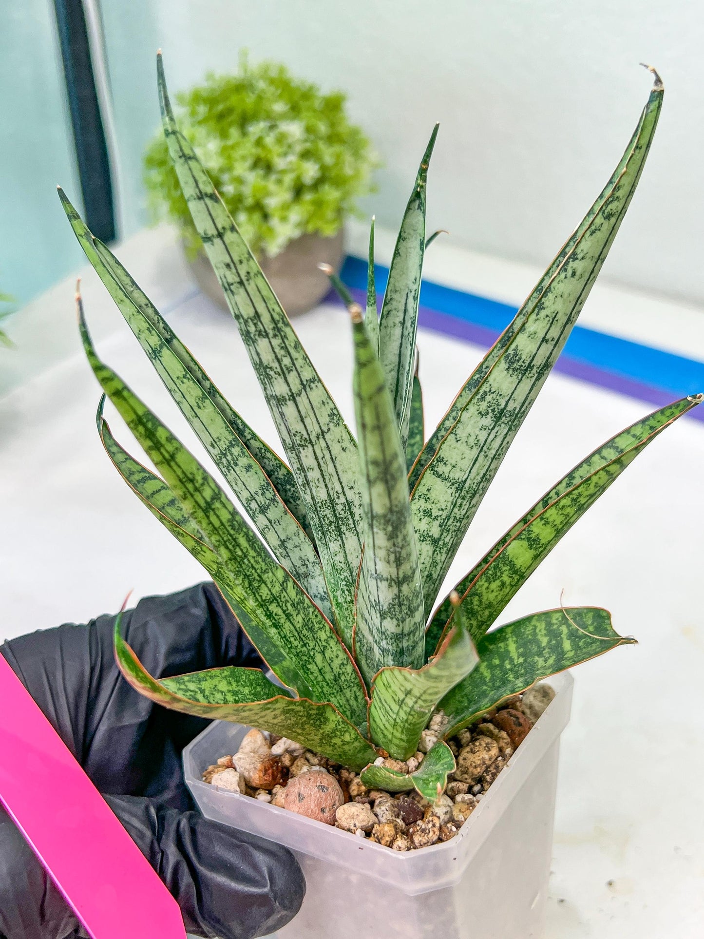 sansevieria Sweet Celery (AC62) | Rare Snake Plant