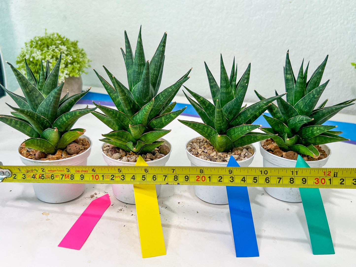 Sansevieria Boi Boi (AC63) | Imported Snake Plant