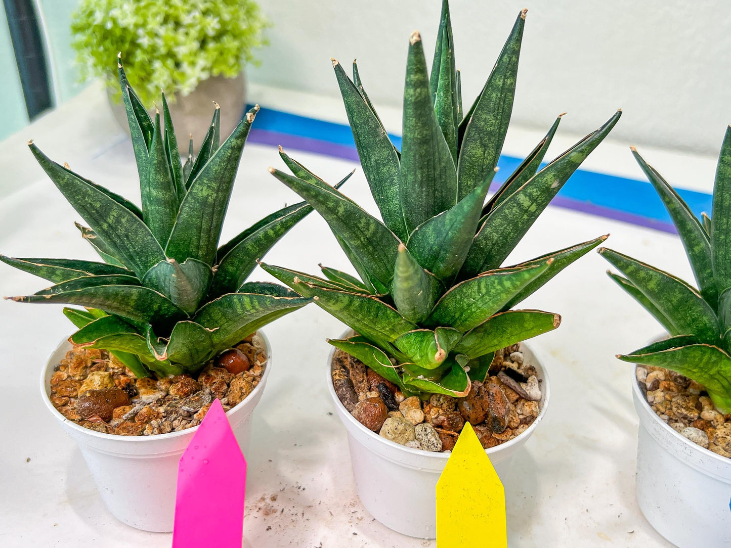 Sansevieria Boi Boi (AC63) | Imported Snake Plant