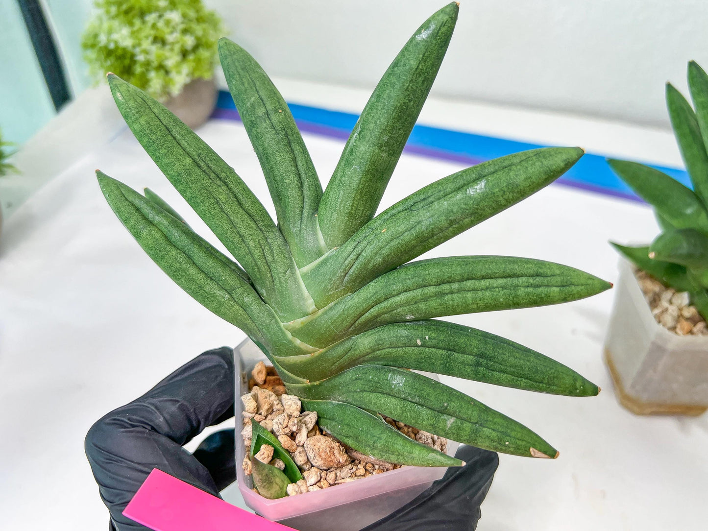 Sansevieria Virdi lisciu XL (#A3) | Imported Plants | Rare Hybrid Species